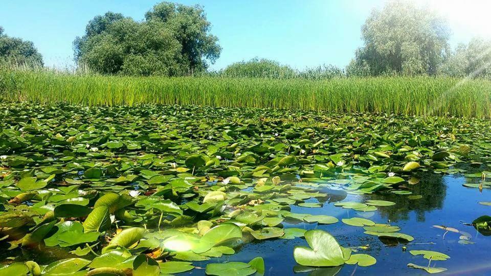 Pensiunea Pescarul Vanator Delta Dunarii Crişan Exterior foto